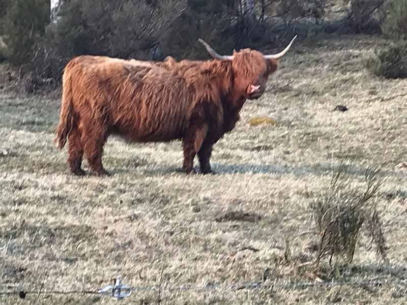 Photo of Hilton Grand Vacation Club at Craigendarroch, Scotland