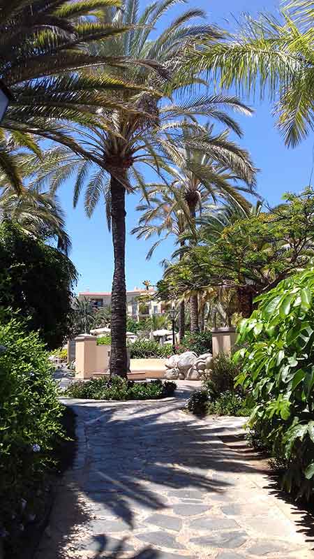 Photo of Palm Oasis, Gran Canaria