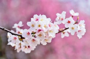 Japón: Flor de cerezo