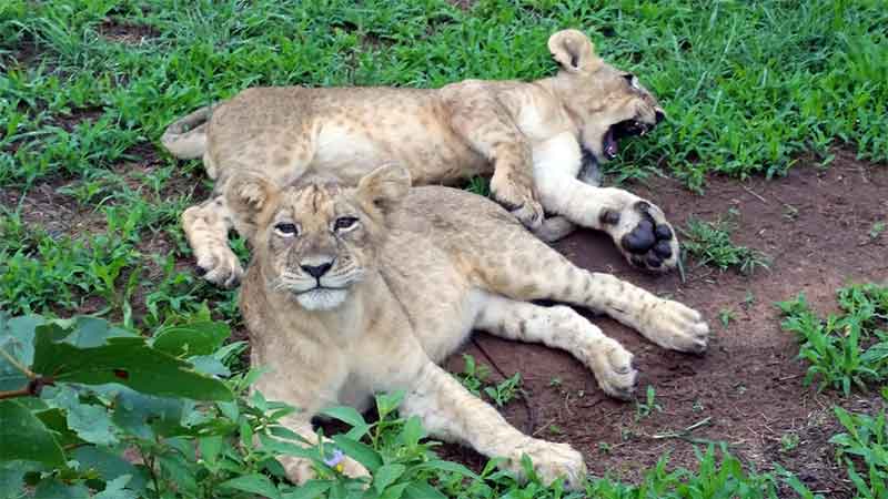 Lion Encounter, Zimbabwe, South Africa